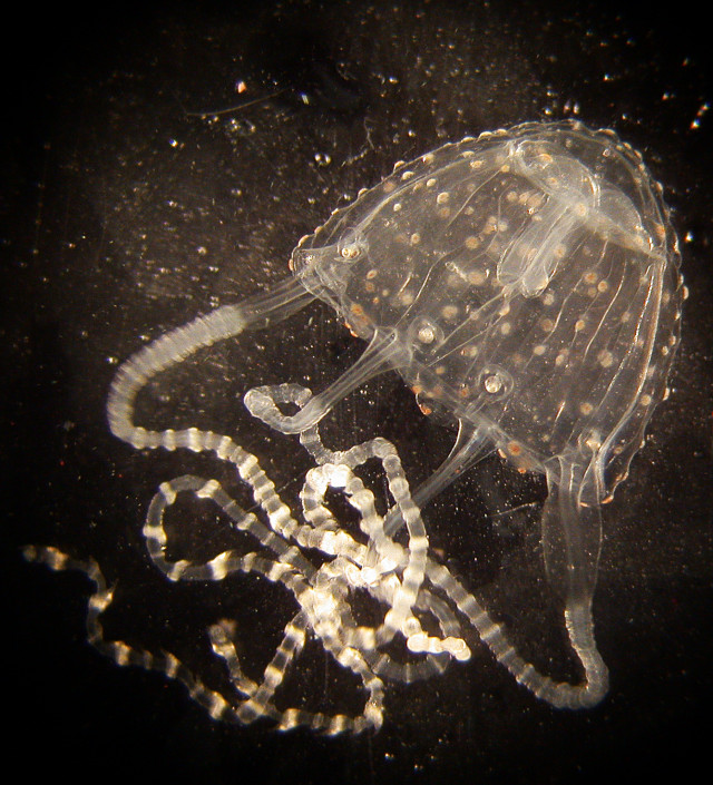 Irukandji Jellyfish Carukia Barnesi